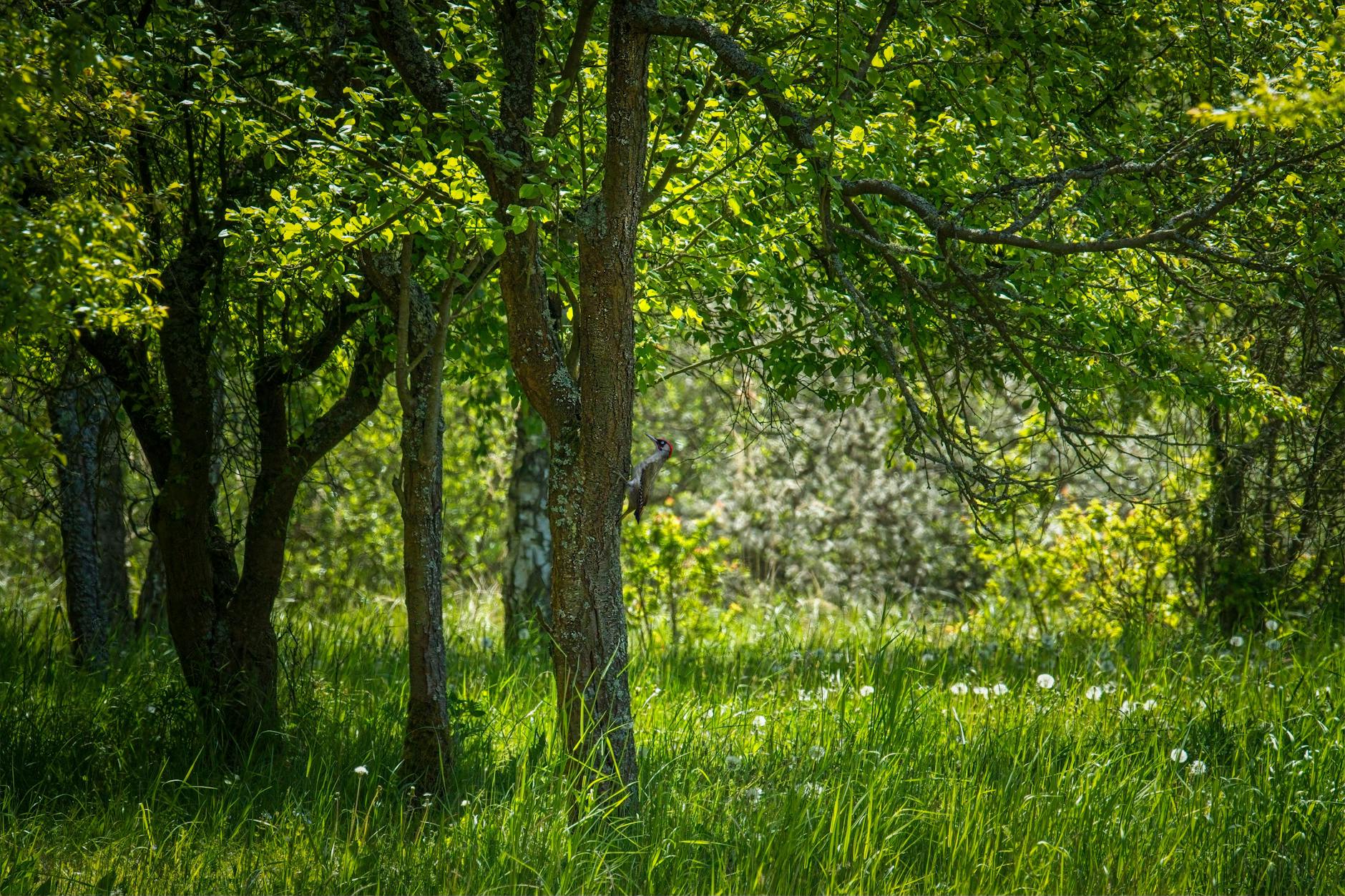 Jak zacząć obserwację dzikich zwierząt w Polsce: praktyczny przewodnik dla początkujących Dzięcioł zielony na pniu drzewa w wiosennym lesie