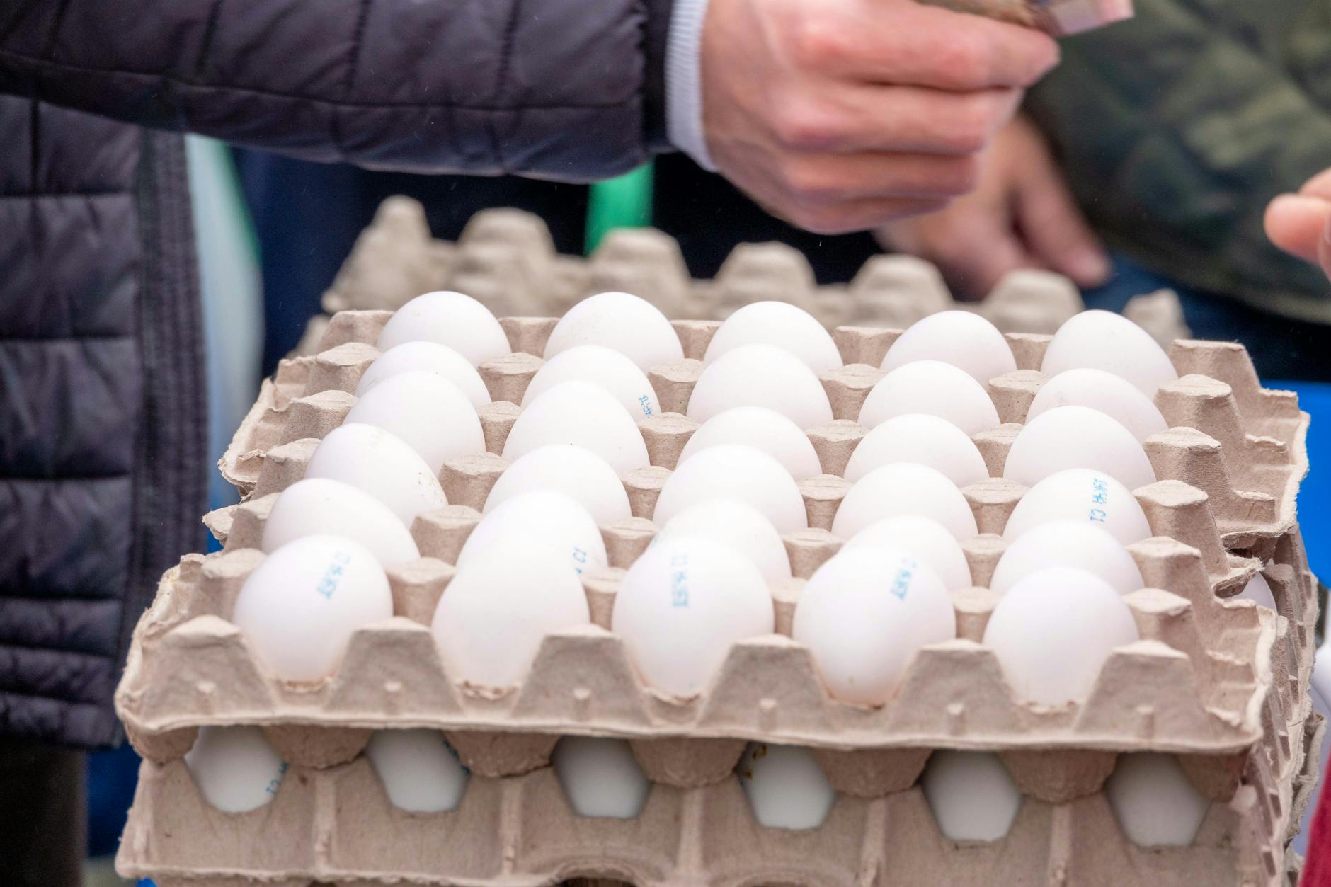 Zakup jajek na targu, zbliżenie na ręce płacące gotówką